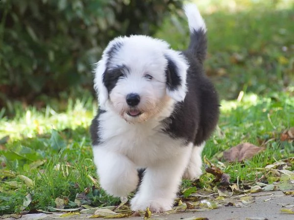 meravigliosa cuccioli di bobtail | Foto 0