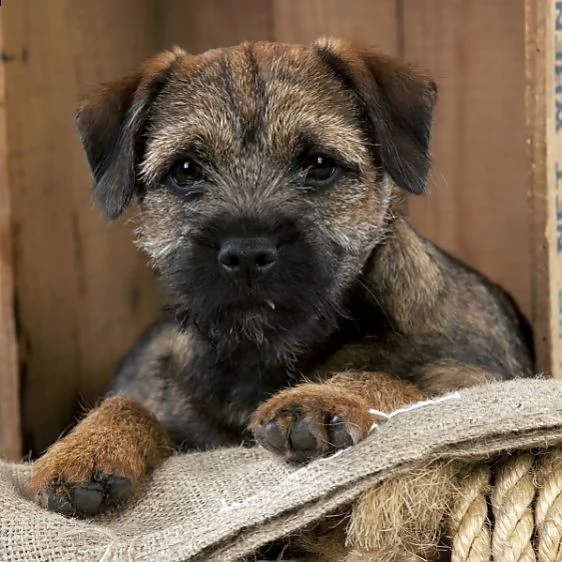 cucciolo di 3 mesi border terrier | Foto 1