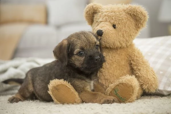 cucciolo di 3 mesi border terrier | Foto 0