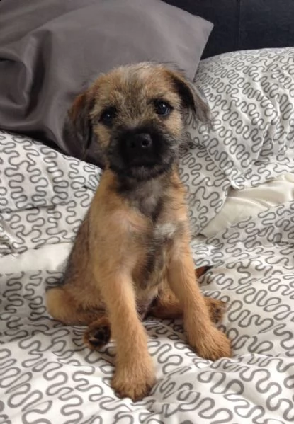 cucciolo di 3 mesi border terrier