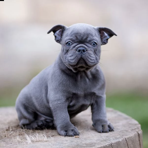 meraviglioso cuccioli bouledogue francese | Foto 1