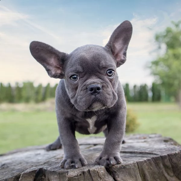 meraviglioso cuccioli bouledogue francese