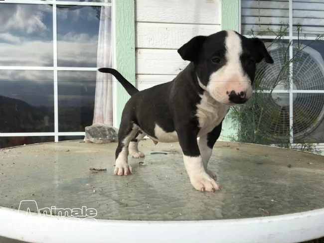 prenotazioni cuccioli bull terrier inglese