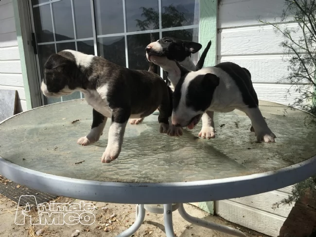 prenotazioni cuccioli bull terrier inglese | Foto 3