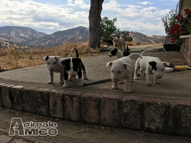 prenotazioni cuccioli bull terrier inglese | Foto 2