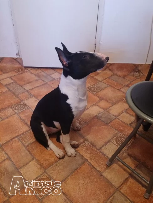 prenotazioni cuccioli bull terrier inglese | Foto 1