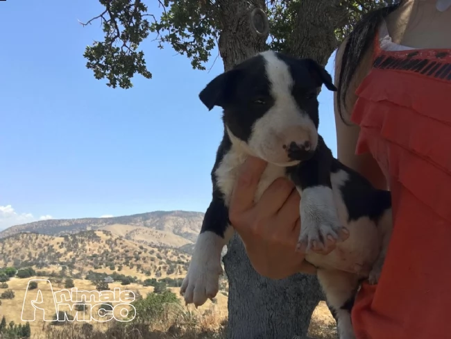 prenotazioni cuccioli bull terrier inglese | Foto 0