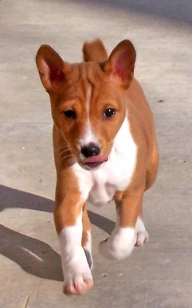 disponibili bellissimi cuccioli di basenji