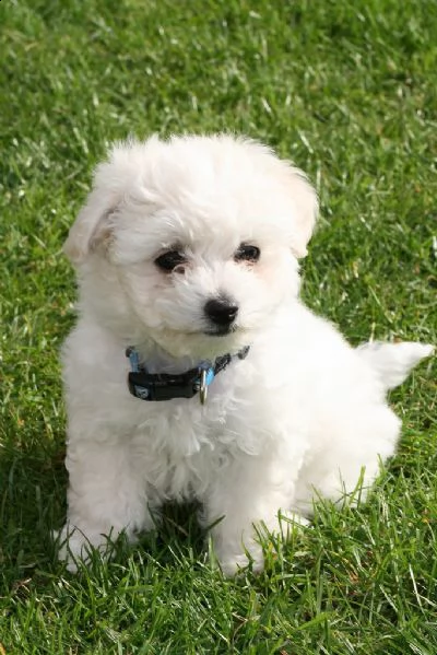 cuccioli bichon a poil frise' | Foto 1