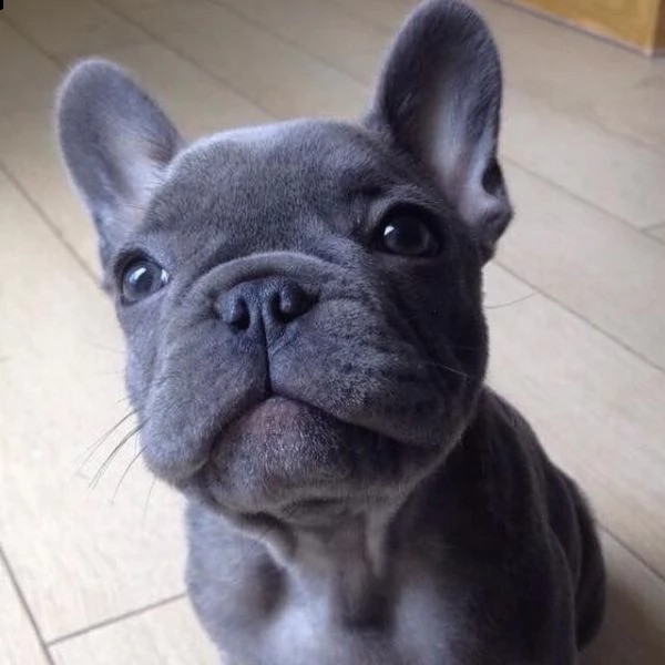 meraviglioso cuccioli bouledogue francese