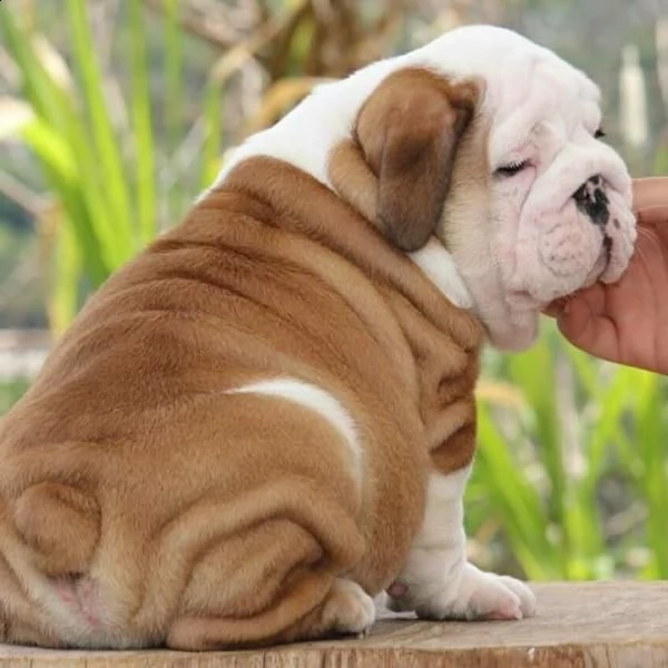 bulldog inglese altissima genealogia