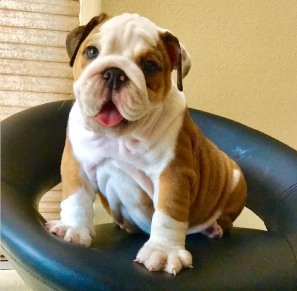 bulldog inglese altissima genealogia | Foto 1