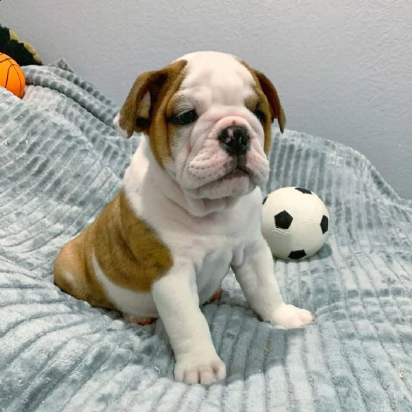 bulldog inglese altissima genealogia | Foto 0