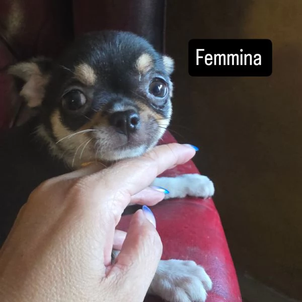 Chihuahua cuccioli  | Foto 0