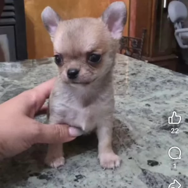 Chihuahua cuccioli 
