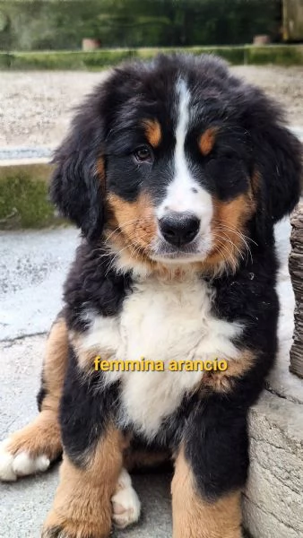 Bovaro del bernese 