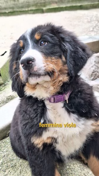 Bovaro del bernese  | Foto 2