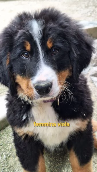 Bovaro del bernese  | Foto 1