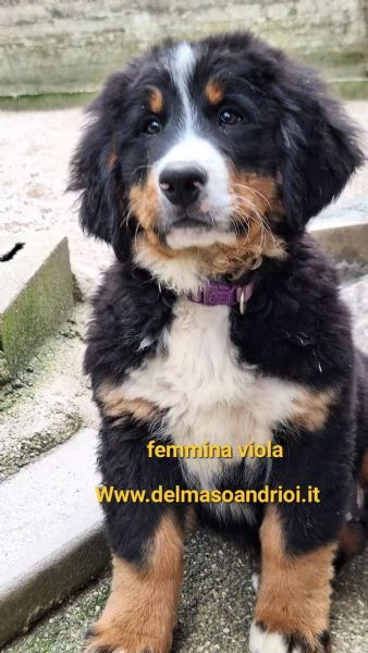 Bovaro del bernese  | Foto 0