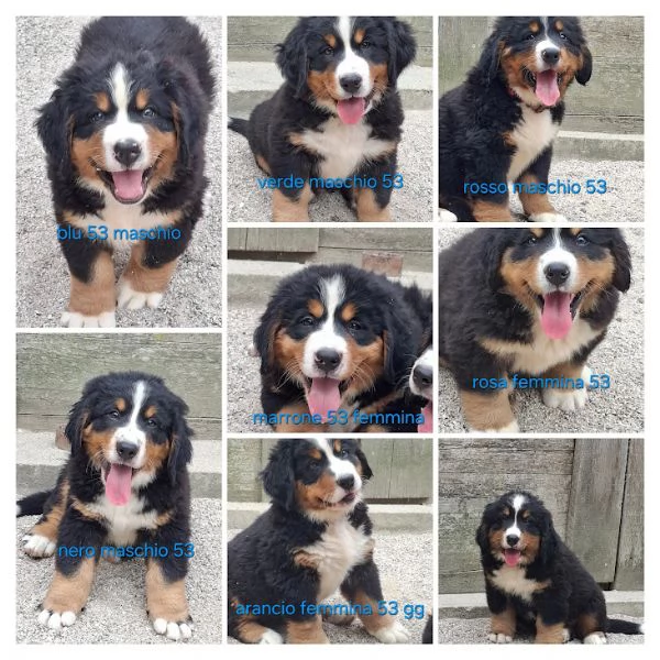 BOVARO DEL BERNESE CUCCIOLI consegna 22/08/2026