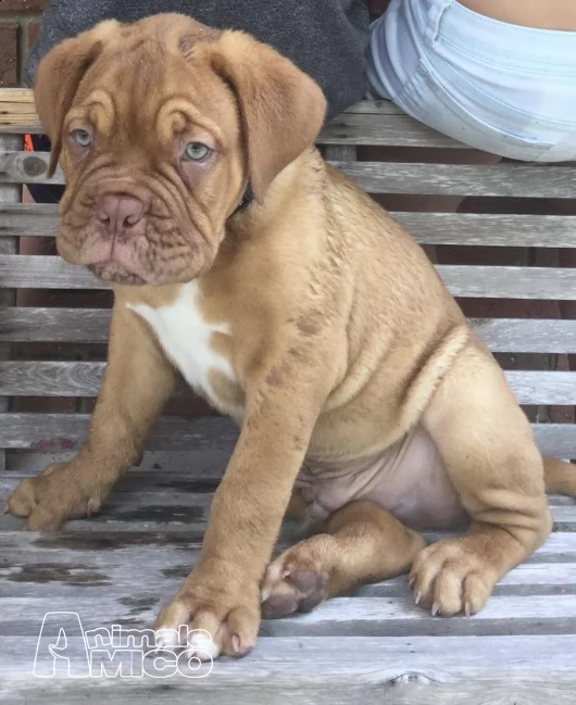 bullmastiff cuccioli di alta genealogia inglese | Foto 3