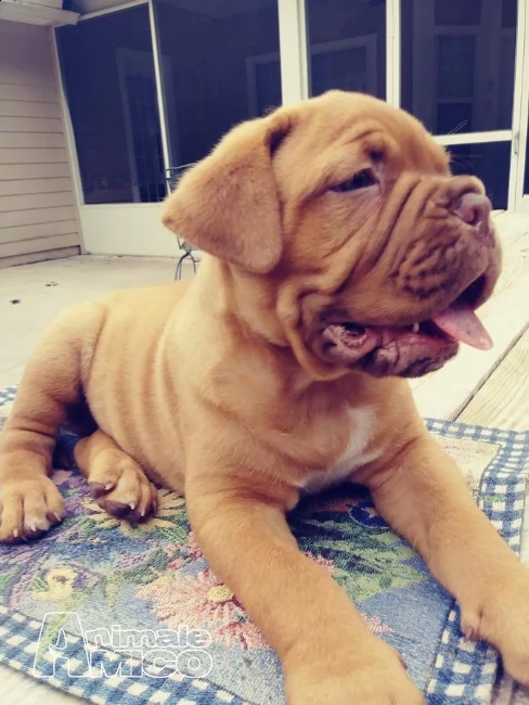 bullmastiff cuccioli di alta genealogia inglese | Foto 2