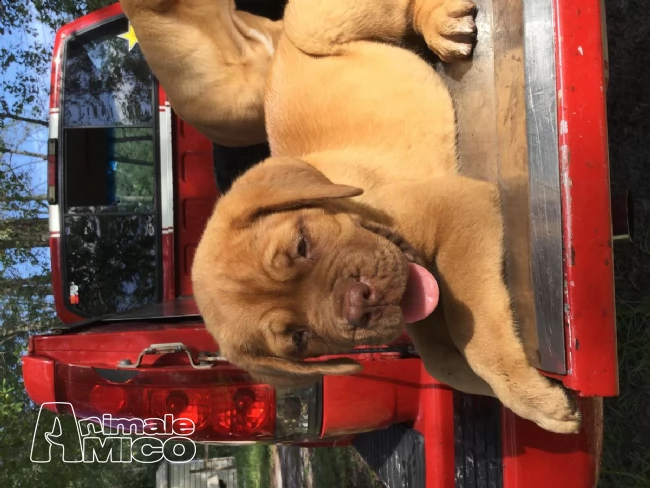 bullmastiff cuccioli di alta genealogia inglese | Foto 1