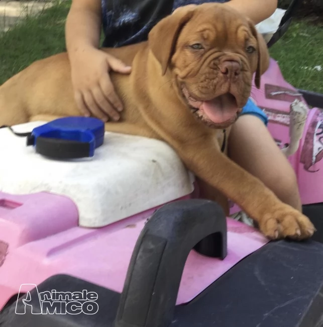 bullmastiff cuccioli di alta genealogia inglese | Foto 0