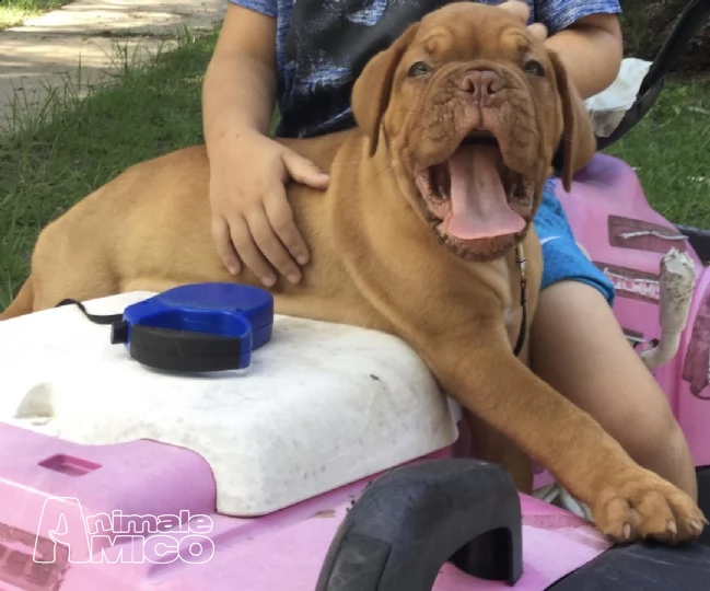 bullmastiff cuccioli di alta genealogia inglese