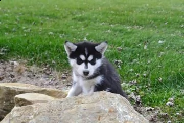 cuccioli super adorabili del siberian husky.