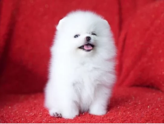 bellissimi cuccioli spitz di pomerania 