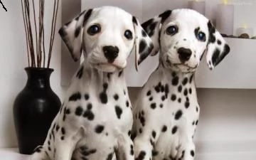 cuccioli di  dalmata maschi e femmine