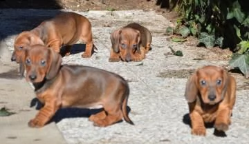cuccioli bassotto tedesco