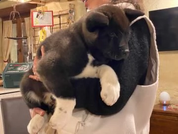 bellissimo cucciolo di akita americano maschio e femmina