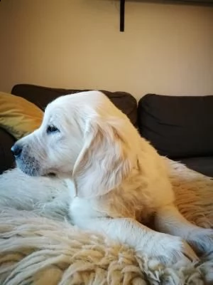 cucciolata golden retriever | Foto 0