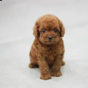 cuccioli di barboncino 70 giorni 