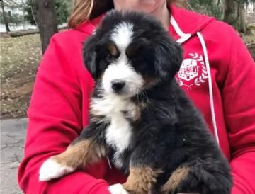 belissimi cuccioli di bovaro del bernese