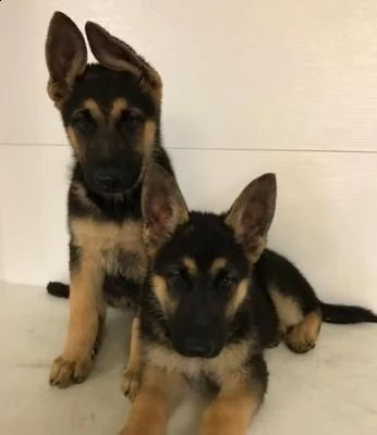 cuccioli pastore tedesco