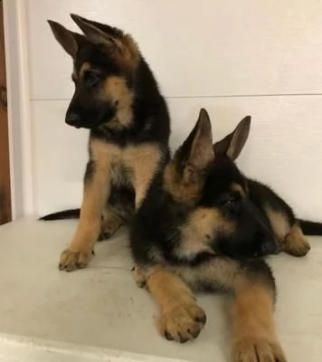 cuccioli pastore tedesco | Foto 0