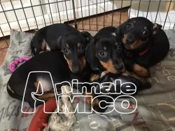 bassotto tedesco bellissima cucciola con ottimo pedigree 