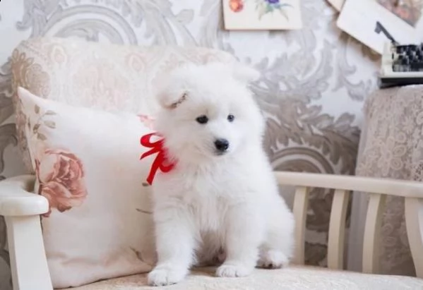 cuccioli di razza samoiedo