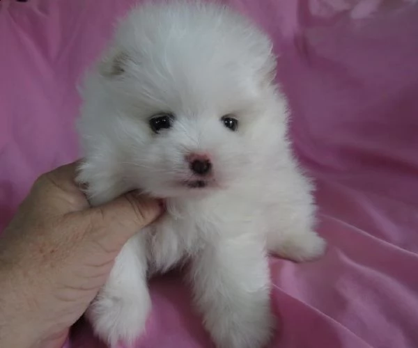  volpini spitz mini toy 