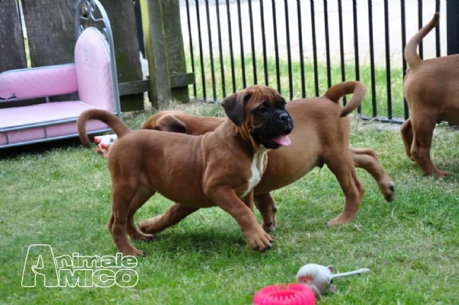 cuccioli boxer