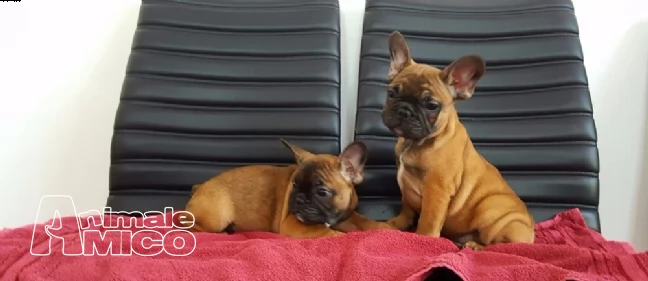 cuccioli di bouledogue francese