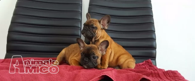 cuccioli di bouledogue francese | Foto 0