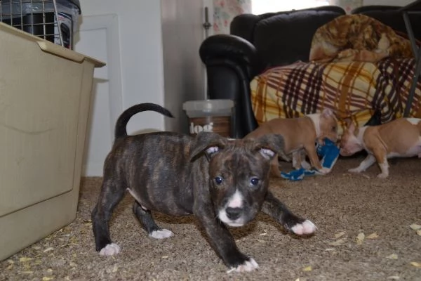 american pitbull red nose | Foto 0