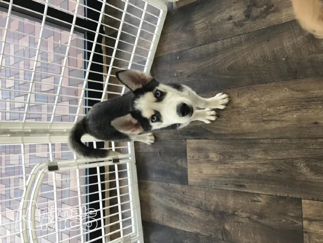 siberian husky occhi color ghiaccio stupendi | Foto 1