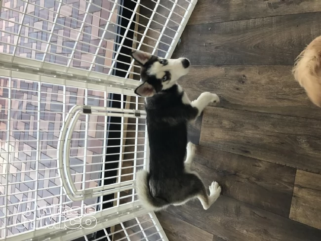 siberian husky occhi color ghiaccio stupendi