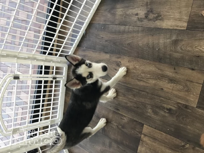 siberian husky occhi color ghiaccio stupendi | Foto 0