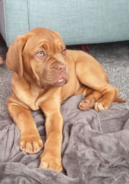 cuccioli dogue de bordeaux